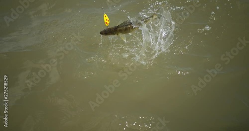 Walleye fish thrashing arouind with lure in mouith in slow motion. Water droplets spray photo