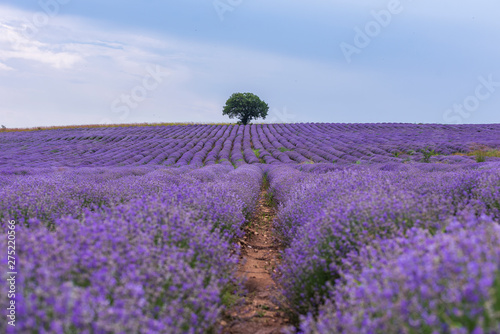 Lavender flowers blooming field and a lonely tree uphill on hot summer day