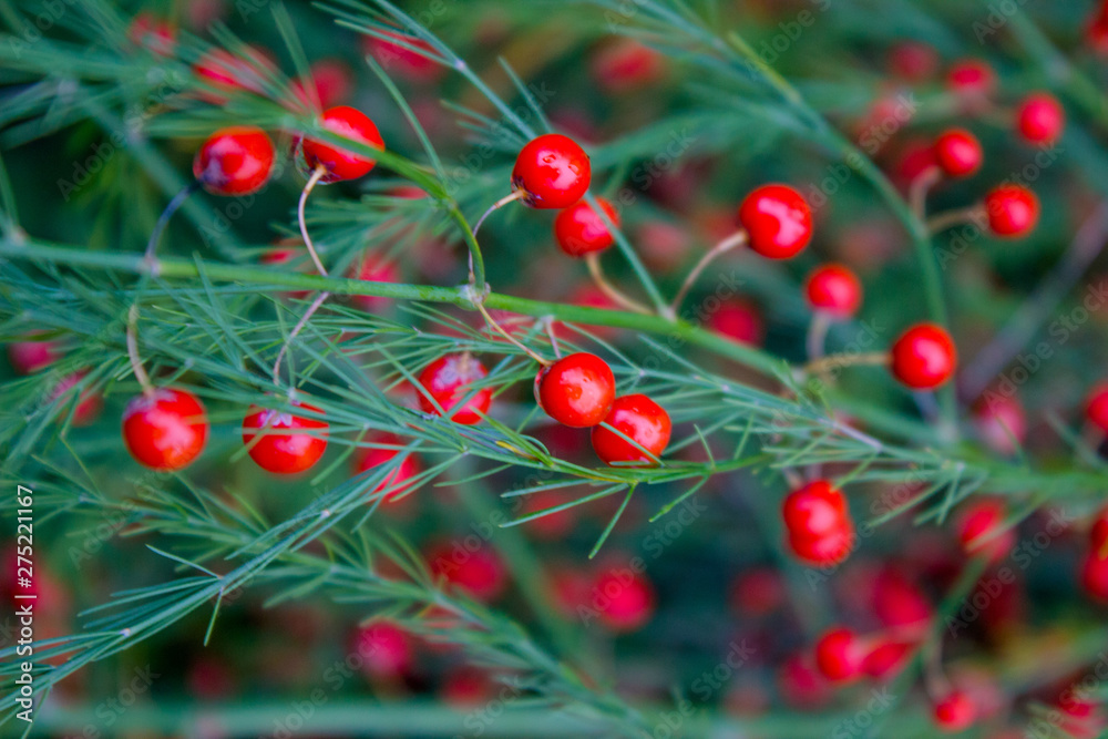 Red berries on green stalks, leaves with fringe. Summer. Asparagus Argentelskaya. Red berries on green stalks, leaves with fringe. Summer. Asparagus Argentelskaya.