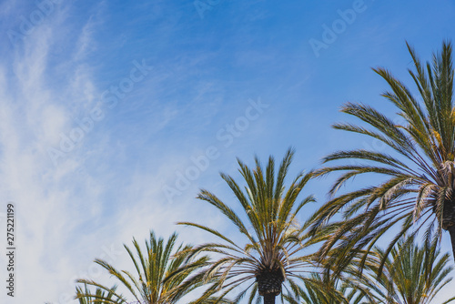 palm trees on blue sky with clouds background