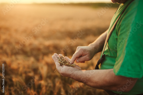 Senior farmer in his field and controls wheat. Farmer in field. photo