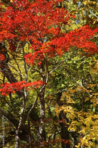 鳴子峡　紅葉