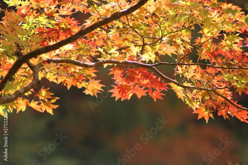 鳴子峡　紅葉