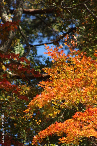 鳴子峡　紅葉