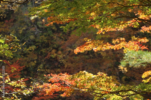 鳴子峡　紅葉