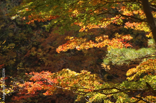 鳴子峡　紅葉