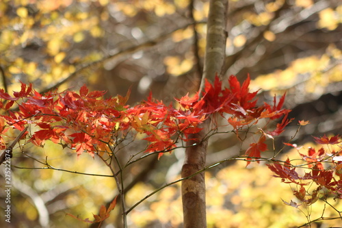 鳴子峡　紅葉