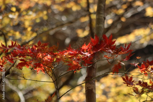 鳴子峡　紅葉