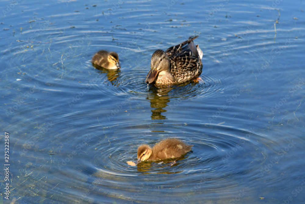 Mother and small duckling are swimming for food at the pond in the park in Russia. Mother and small duckling are swimming for food at the pond in the park in Russia.