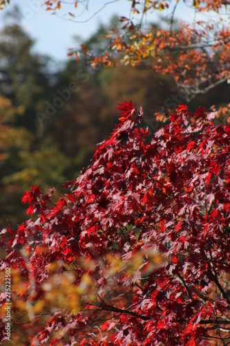 鳴子峡　紅葉