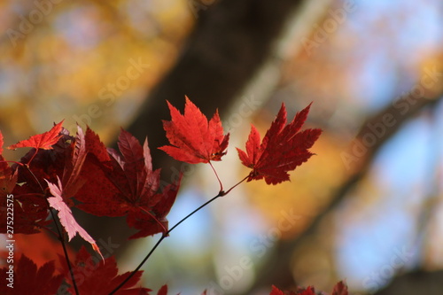 鳴子峡　紅葉
