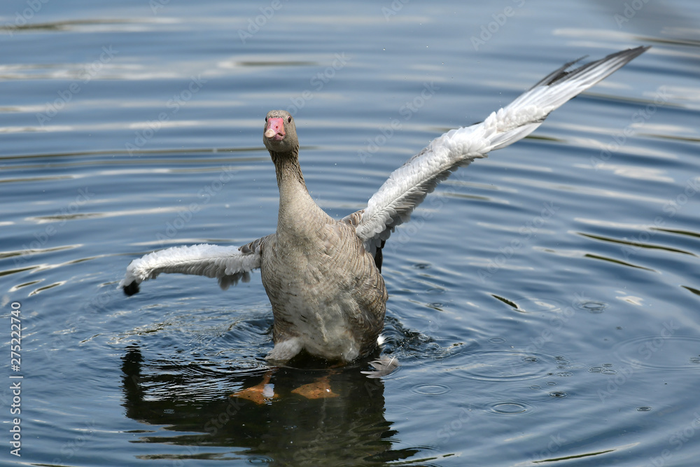 Fototapeta premium The ducks are flying to find food at the pond in the park in Russia.