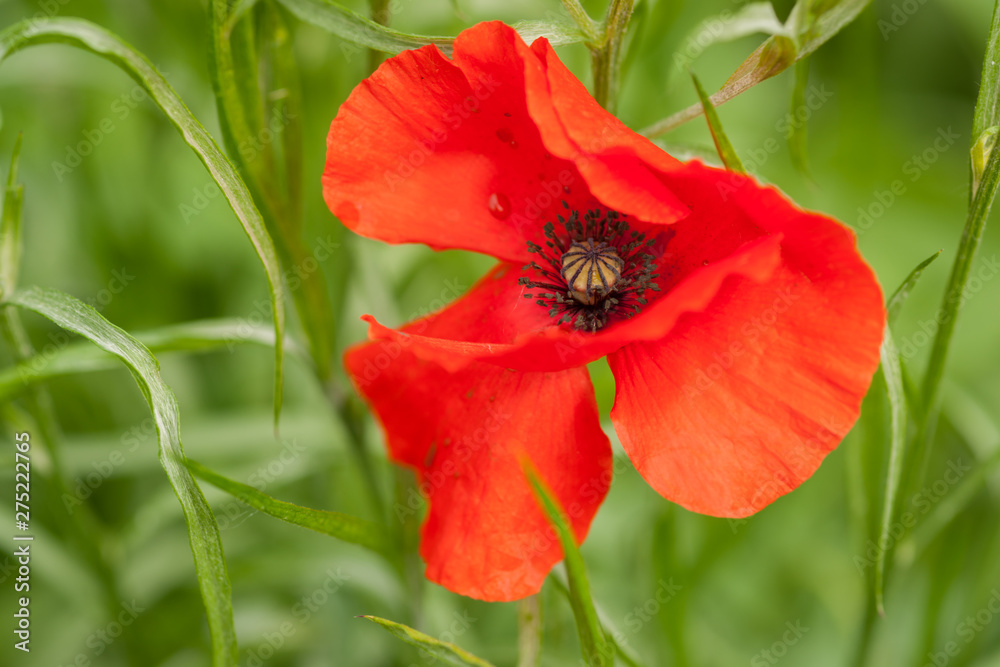European Red Poppy