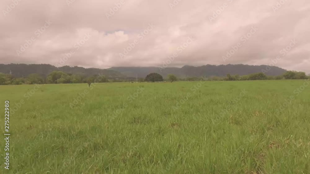 Free Range Cattle with a low fly over the field of grass. No factory farming Flocks of Egrets that live among the cows in their more natural habitat of fields and grasslands. Shot in Costa Rica Free Range Cattle with a low fly over the field of grass. No factory farming Flocks of Egrets that live among the cows in their more natural habitat of fields and grasslands. Shot in Costa Rica