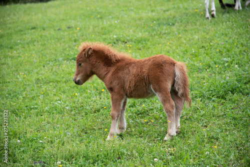 cute light brown baby filly on meadow