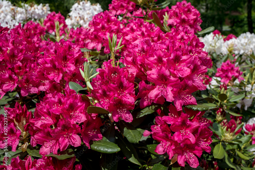 Blooming red flowers of Rhodenrona. A great decoration for any garden Blooming red flowers of Rhodenrona. A great decoration for any garden