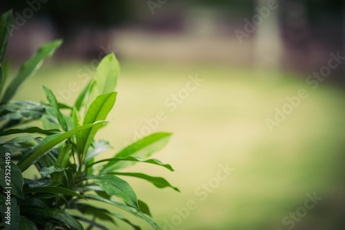Natural green view closeup at summer under sunlight on blurred greenery background in garden, green plants landscape