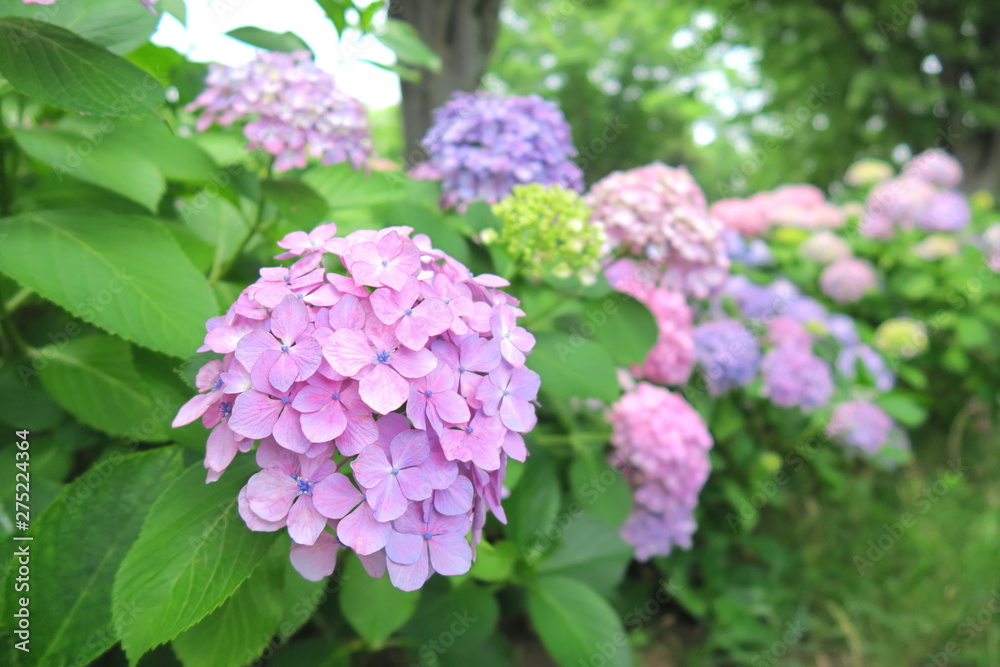 公園に咲く紫陽花 公園に咲く紫陽花