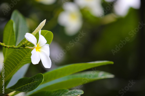 Close-up white frangipani tropical flower, plumeria flower blooming on tree, spa flower in soft dim light is beautiful natural background vintage style