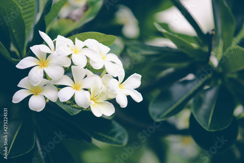 Close-up white frangipani tropical flower, plumeria flower blooming on tree, spa flower in soft dim light is beautiful natural background vintage style