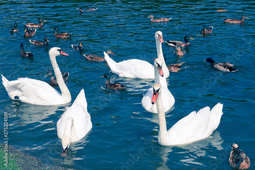 Fototapeta Naklejka Na Ścianę i Meble -  Flock group of white elegant swans flowing on pond water surface among ducks