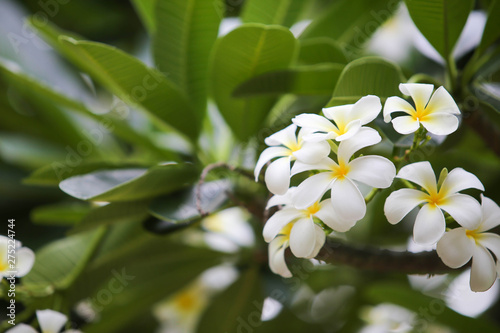 Close-up white frangipani tropical flower, plumeria flower blooming on tree, spa flower in soft dim light is beautiful natural background vintage style
