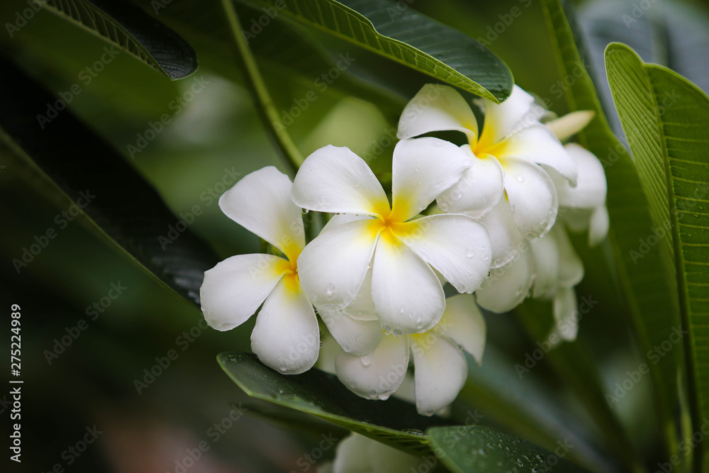 Fototapeta premium Close-up white frangipani tropical flower, plumeria flower blooming on tree, spa flower in soft dim light is beautiful natural background vintage style