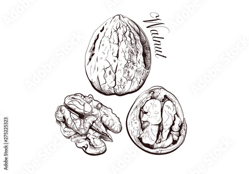 Vector illustration of Walnuts