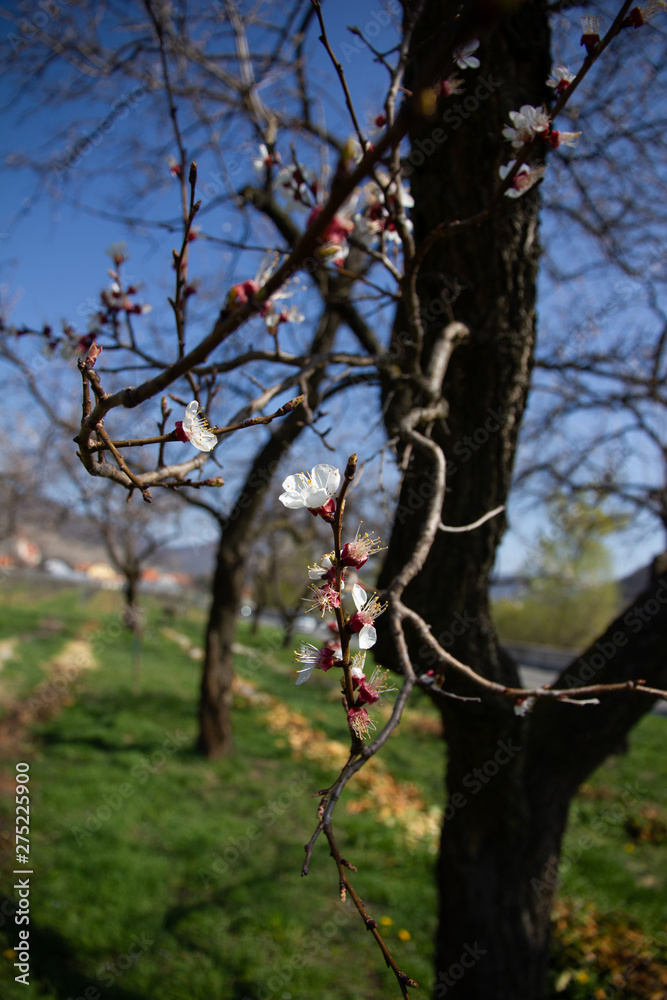 Obraz premium Marillenblüte Wachau