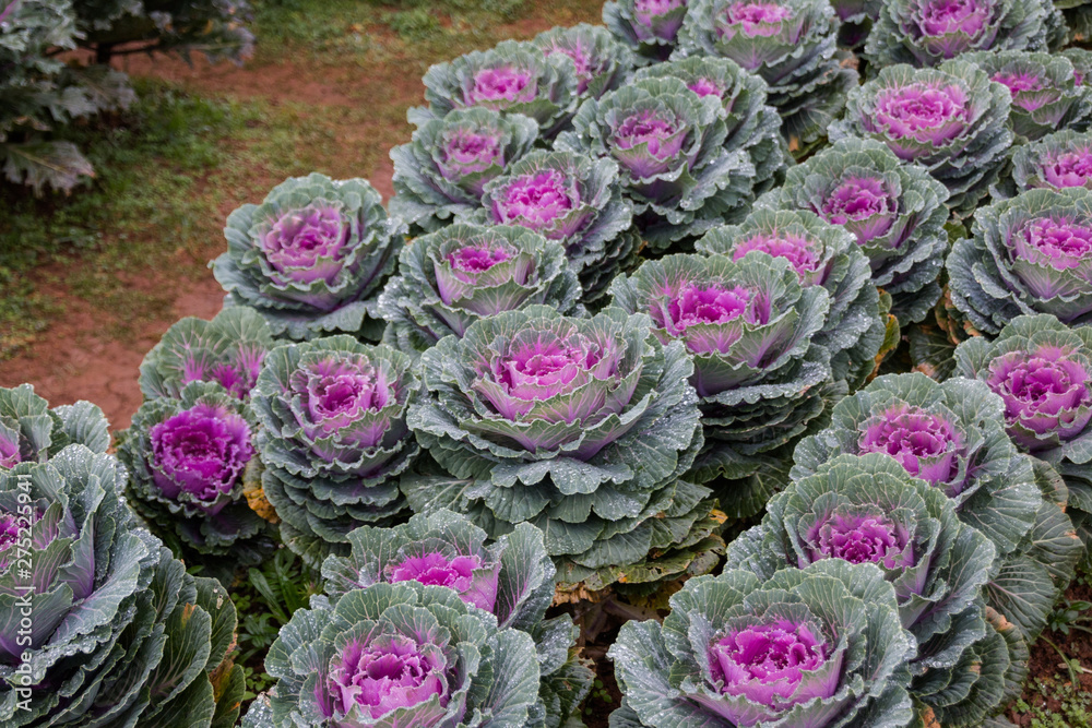 Obraz premium The cabbage planting at Angkhang Station in Chiangmai,Thailand