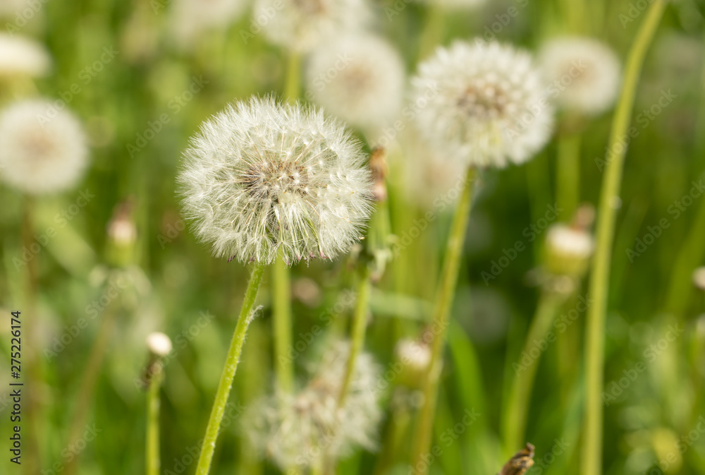 Close-up white fluffy dandelion flowers on green summer meadow.  
