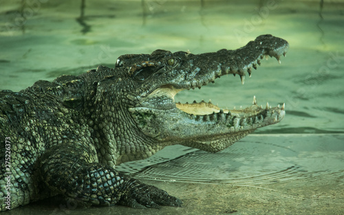 Crocodile in a farm