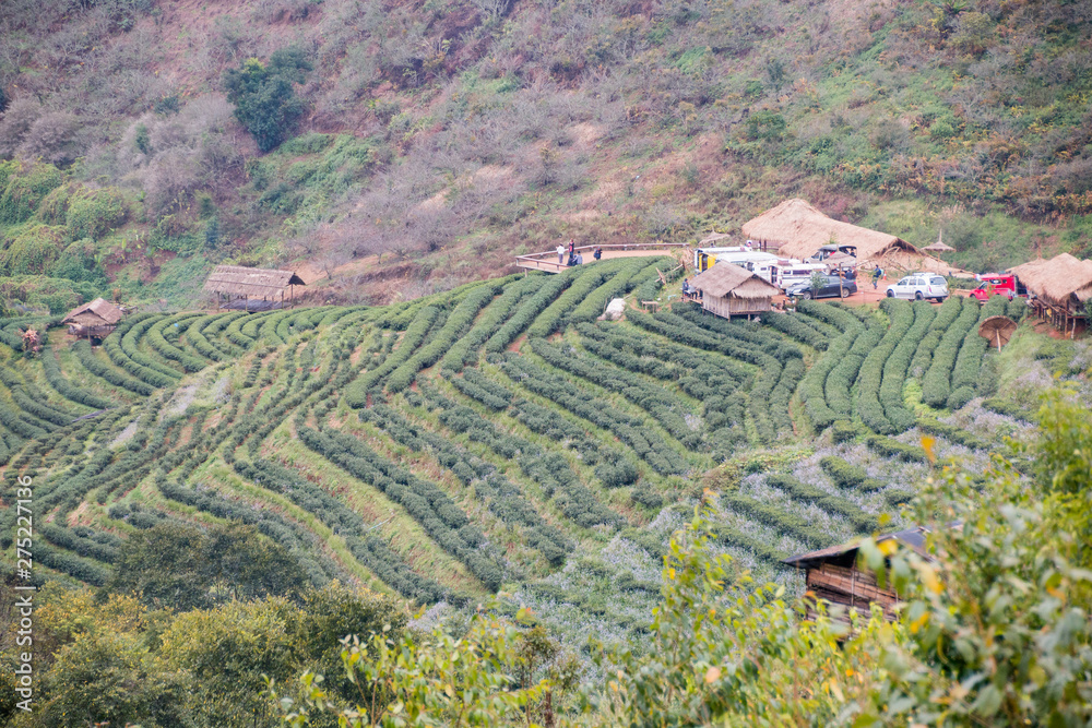 Green tea farm at Doi Angkhang in Chiang mai, Thailand