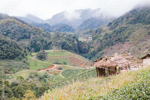 Wallpaper Mural Green tea farm at Doi Angkhang in Chiang mai, Thailand Torontodigital.ca