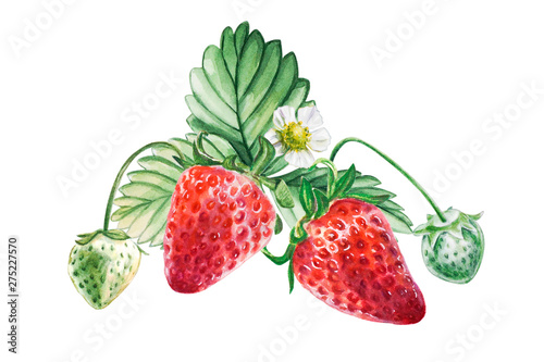 Fototapeta Naklejka Na Ścianę i Meble -  Watercolor red juicy strawberries with leaves and flower. Food background, painted bright composition. Hand drawn food illustration. Fruit print. Summer sweet fruits and berries.