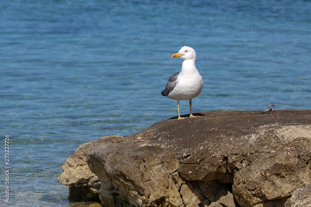 A sea gull sits on rocks near the shore A sea gull sits on rocks near the shore