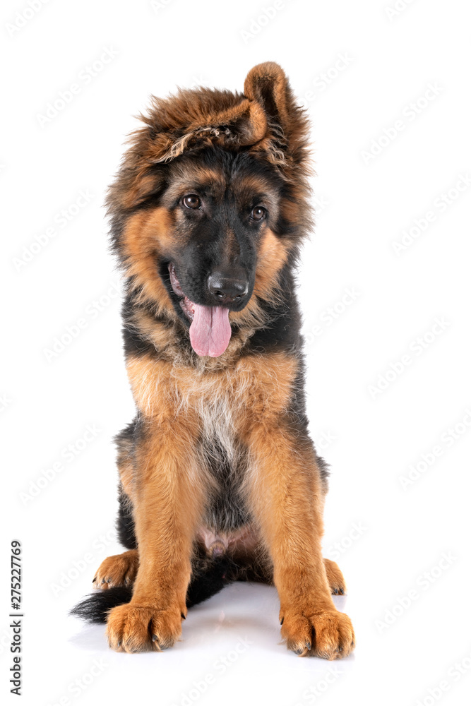 puppy german shepherd - obrazy, fototapety, plakaty 