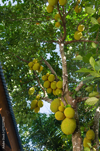 Bild auf Leinwand Jackfruit tree