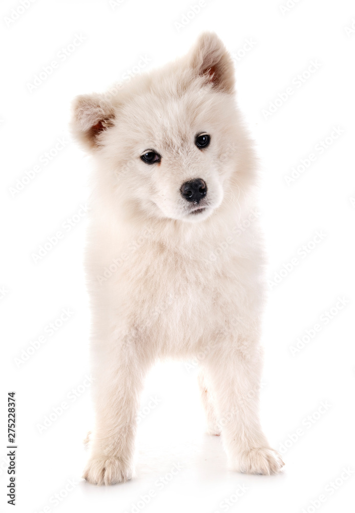 puppy samoyed dog in studio puppy samoyed dog in studio