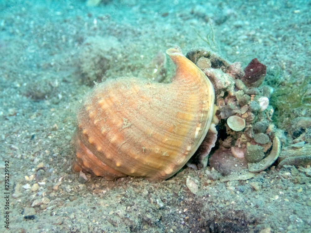 The spiny bonnet or helmet shell (Galeodea echinophora f. adriatica) live slug in house of sea snail. Sea shell with twisted canal from Adriatic or Mediterranean Sea – Slovenia, Croatia, Greece or Spa The spiny bonnet or helmet shell (Galeodea echinophora f. adriatica) live slug in house of sea snail. Sea shell with twisted canal from Adriatic or Mediterranean Sea – Slovenia, Croatia, Greece or Spa