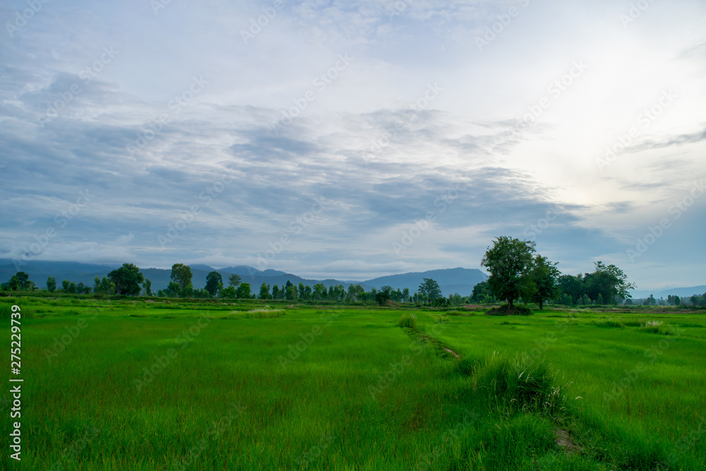 rural landscape with green field and blue sky rural landscape with green field and blue sky