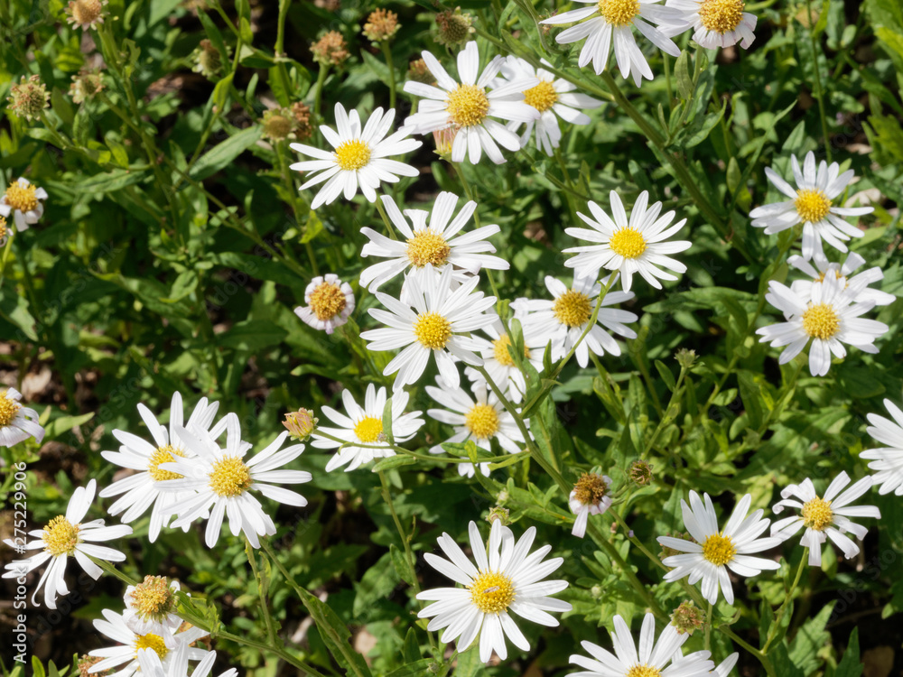 Kalimeris incisa 'Alba' or Cutleaf Japanese Aster Kalimeris incisa 'Alba' or Cutleaf Japanese Aster