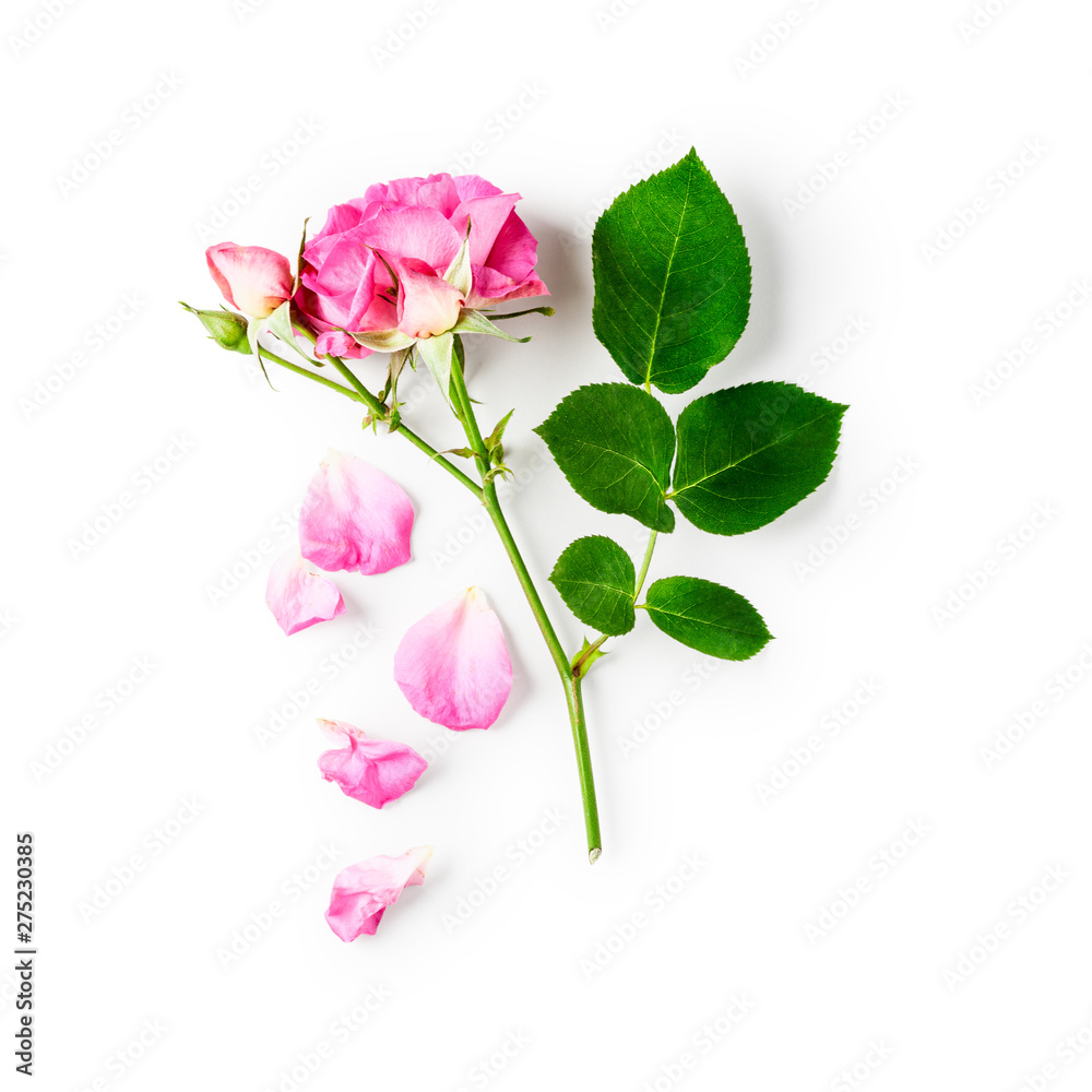 Obraz premium Pink rose flower with bud, stem and leaves