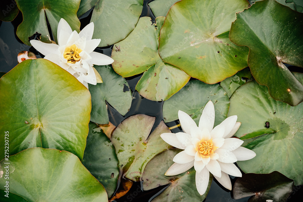 Botanischer Garten Greifswald im Juni 2019 Botanischer Garten Greifswald im Juni 2019