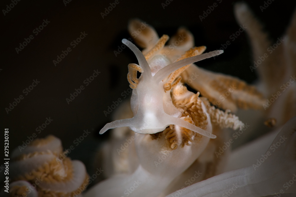 Nudibranch Phyllodesmium jakobsenae. Underwater macro photography from Romblon, Philippines Nudibranch Phyllodesmium jakobsenae. Underwater macro photography from Romblon, Philippines