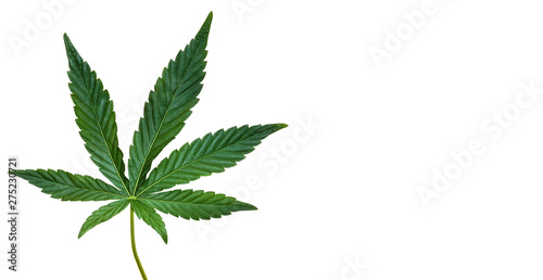 Hemp or cannabis leaf isolated on white background. Top view, flat lay. Template or mock up. photo