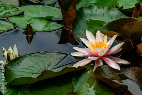 Blooming water lily with pink lotus petals Marliacea Rosea on water surface of pond. Close-up. Selective focus. Water lily growing among  huge leaves. There is place for text. photo