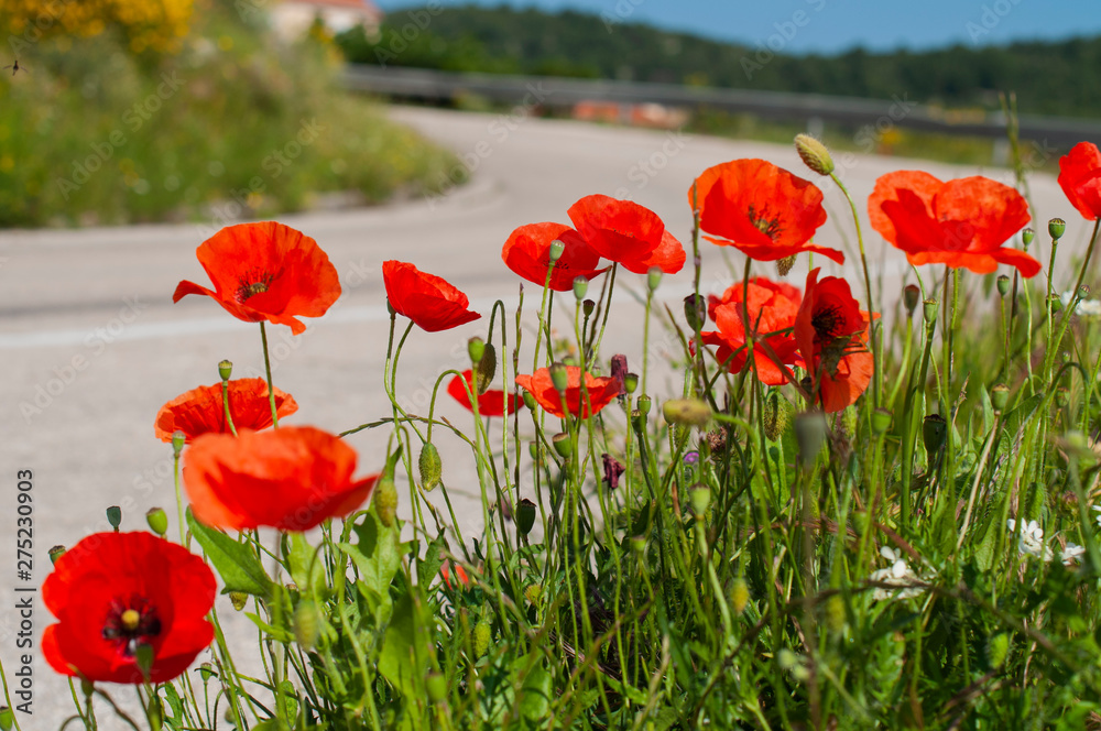 Obraz premium Blooming poppy meadow spring or summer concept