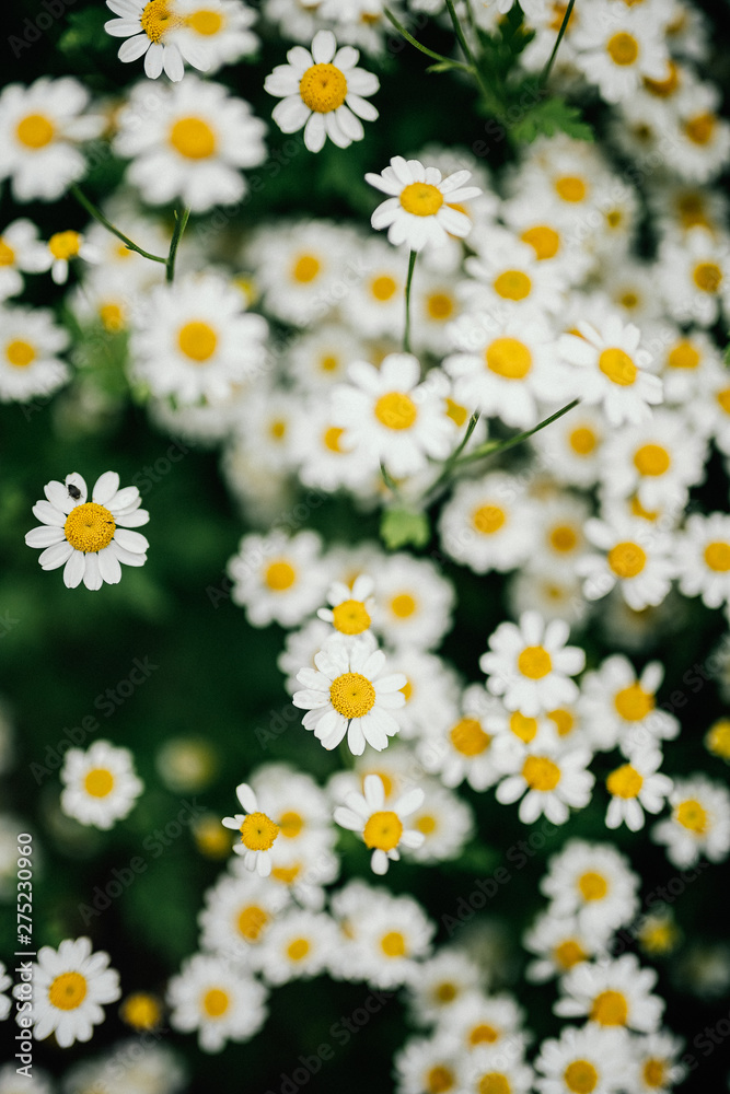 Botanischer Garten Greifswald im Juni 2019 Botanischer Garten Greifswald im Juni 2019