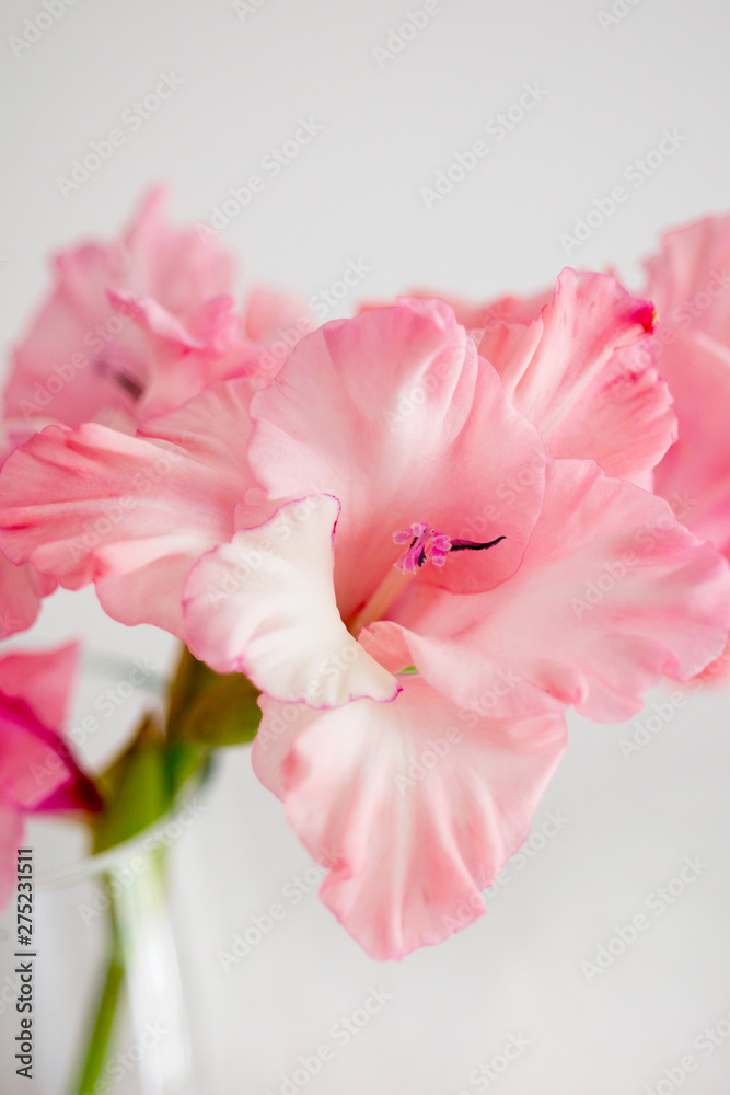 Fototapeta Flower pink gladiolus pink background close up.